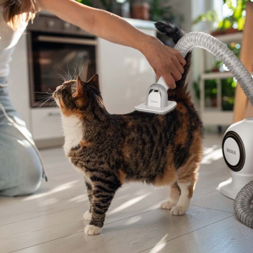 TESLA Electronics PetCare - Kit de toilettage pour animaux de compagnie 300W/230V