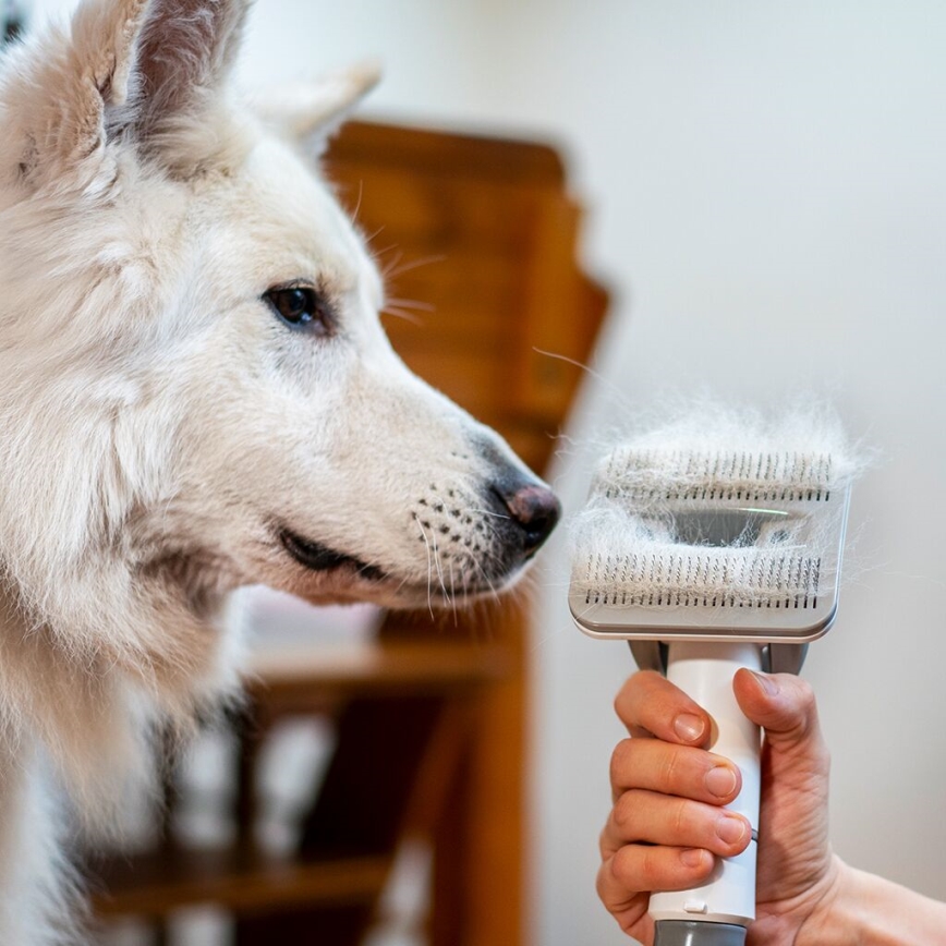 TESLA Electronics PetCare - Kit de toilettage pour animaux de compagnie 300W/230V